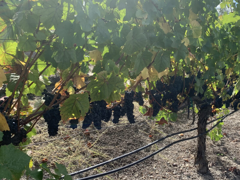 Russian River Pinot Noir, Four Palms Farm