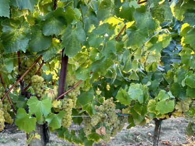 Russian River Chardonnay, Four Palms Farm