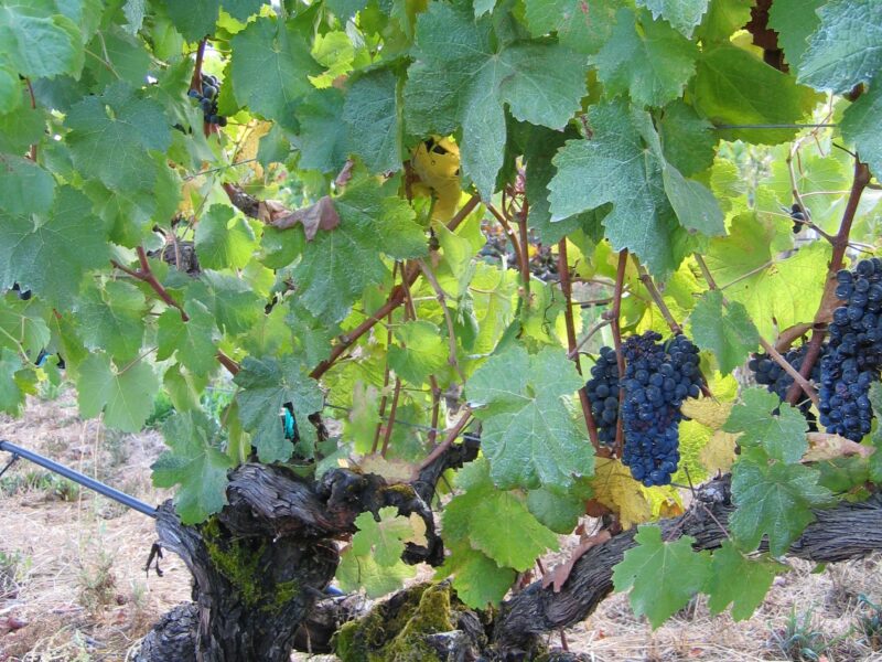 Alegria Vineyards, Old Vine Zinfandel, Russian River Valley