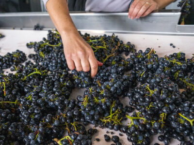 Russian River Valley Zinfandel