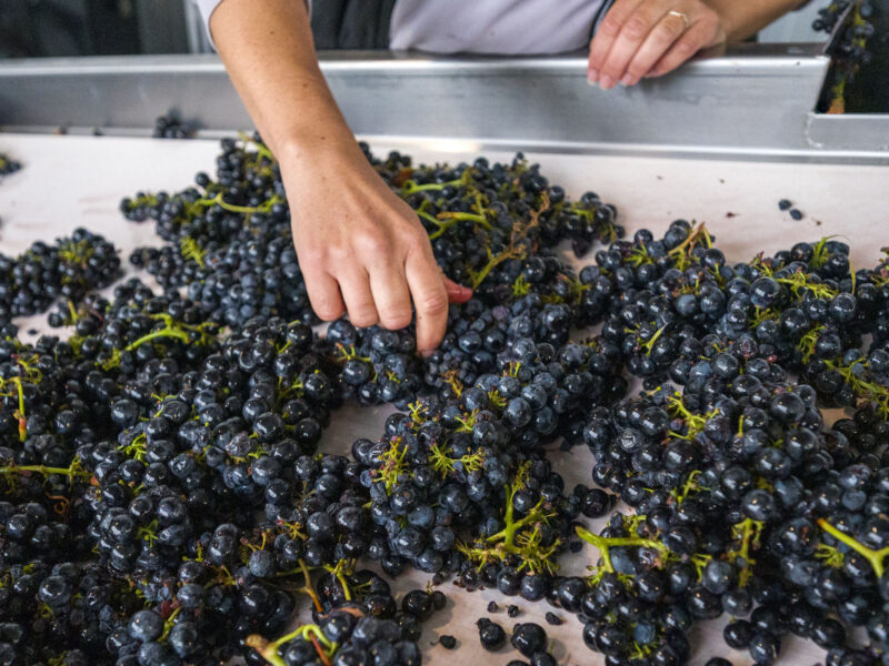 Russian River Valley Zinfandel