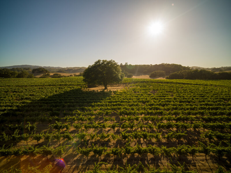 Russian River Valley - Westside Road Pinot Noir