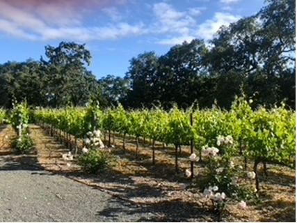 High Quality Sonoma Valley Petit Verdot