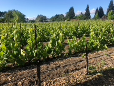 High Quality Sonoma Valley Petit Verdot