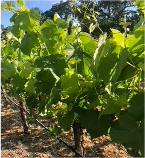 High Quality Sonoma Valley Petit Verdot