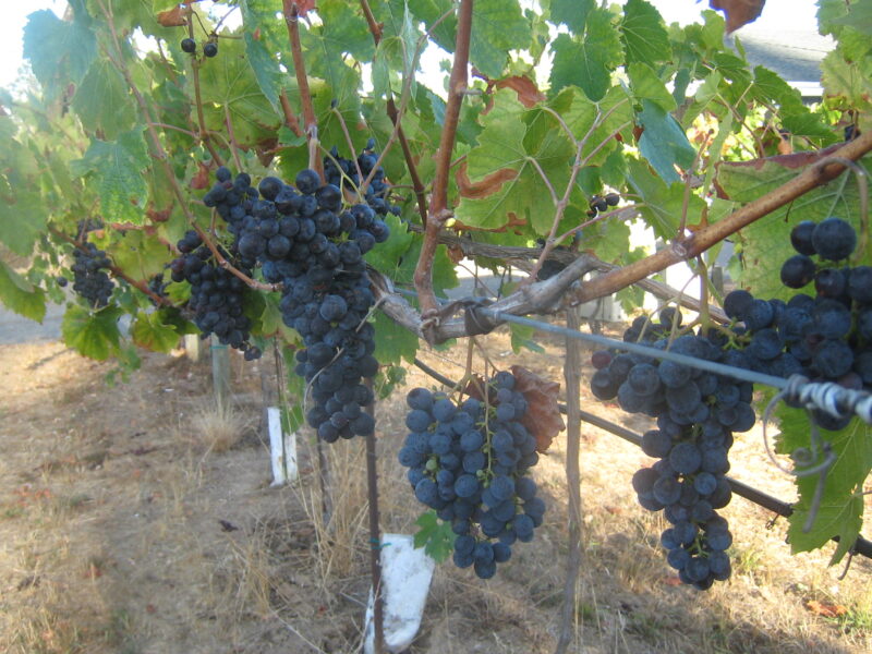 Alegria Vineyards, Sangiovese, Russian River Valley