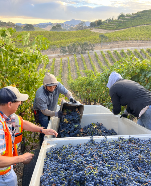 Alexander Valley Hillside Cabernet Sauvignon