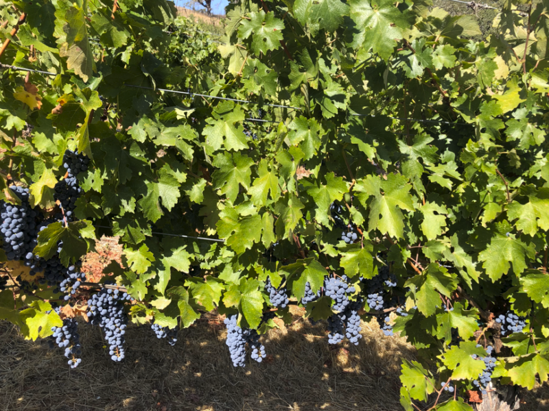 Alexander Valley Hillside Cabernet Sauvignon