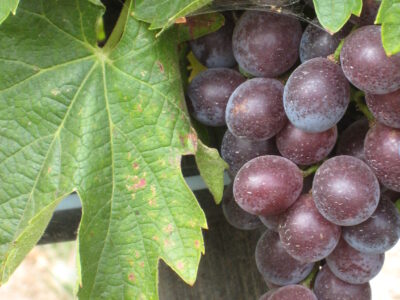 Cinsault