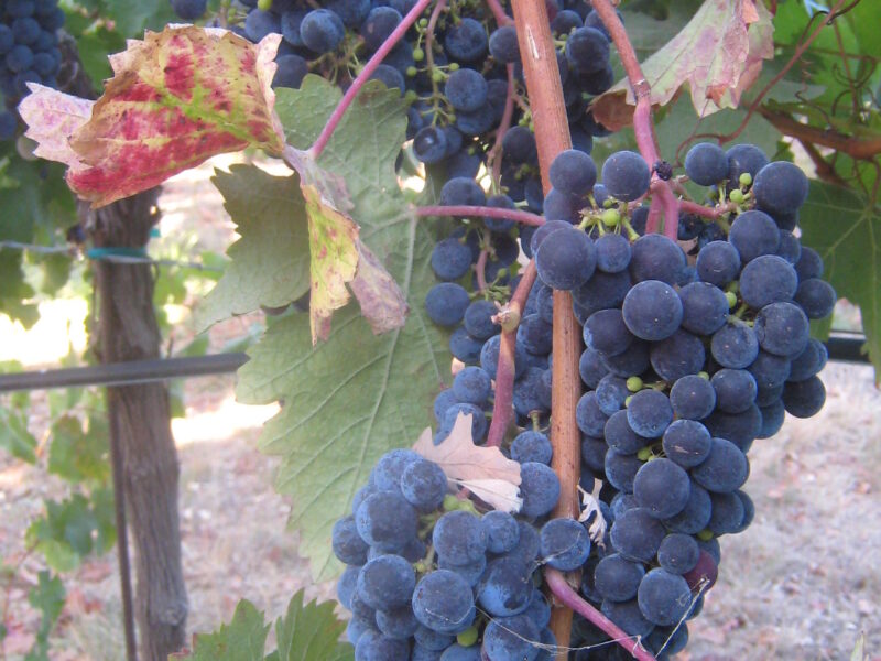 Alegria Vineyards, Cabernet Franc, Russian River Valley