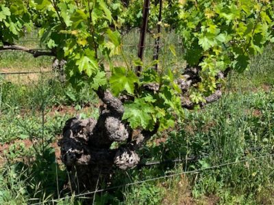 Old Vine Zinfandel