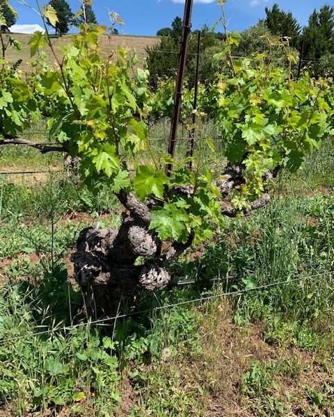 Old Vine Zinfandel