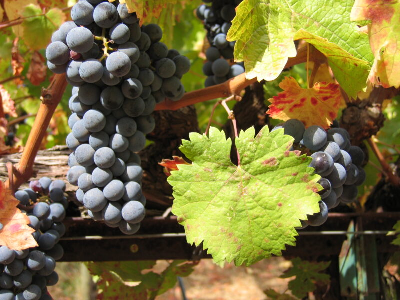 Alegria Vineyards, Cabernet Franc, Russian River Valley