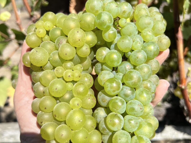 Organically Tended Chardonnay Grapes-Russian River Appellation