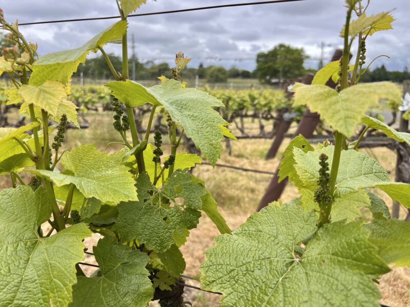 Organically Tended Chardonnay Grapes-Russian River Appellation