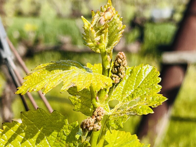 Organically Tended Chardonnay Grapes-Russian River Appellation