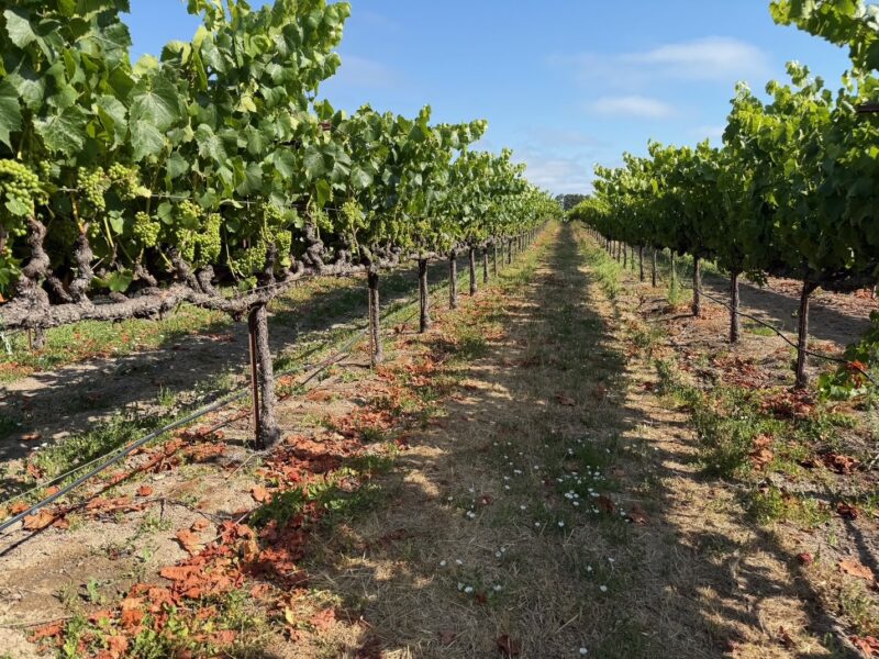 Russian River Chardonnay