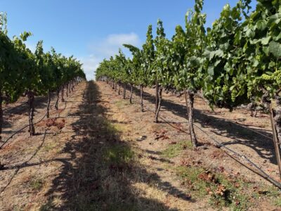 Russian River Chardonnay