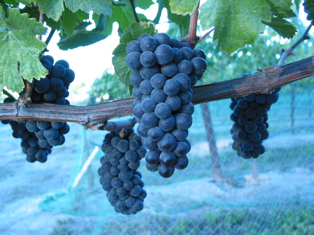 Pinot Noir from Green Valley of Russian River Valley
