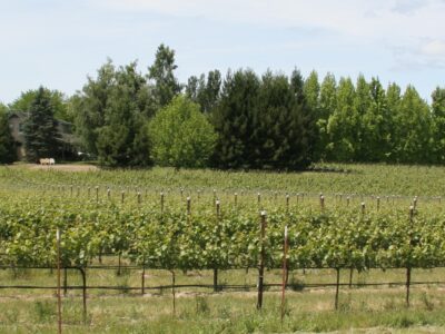 Pinot Noir from Green Valley of Russian River Valley