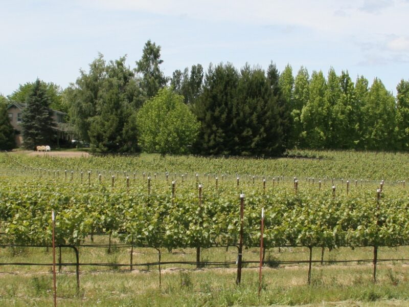 Pinot Noir from Green Valley of Russian River Valley