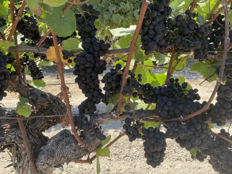 Sebastopol Grapes