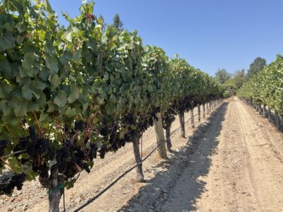 Sebastopol Grapes