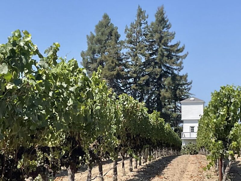 Sebastopol Grapes