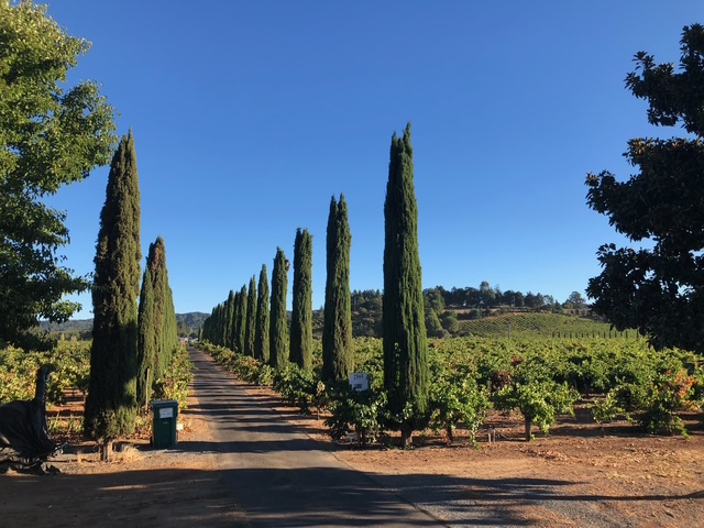 Premium Zinfandel Grapes