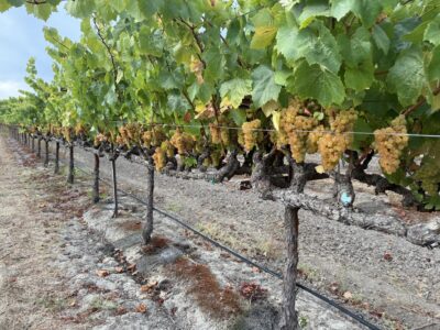 Russian River Valley Chardonnay