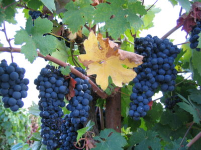 Zinfandel from Historic Alegria Vineyards