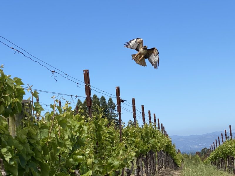 Cool West Sonoma County Pinot Noir