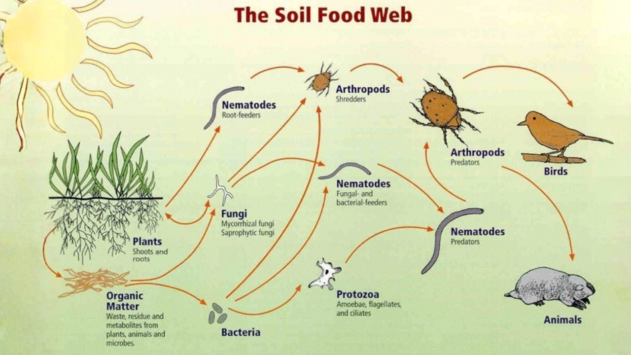 Sonoma County Winegrowers