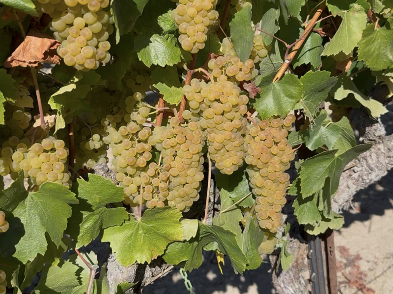 Russian River Valley Chardonnay