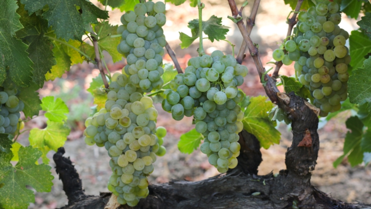 Sonoma County Winegrowers